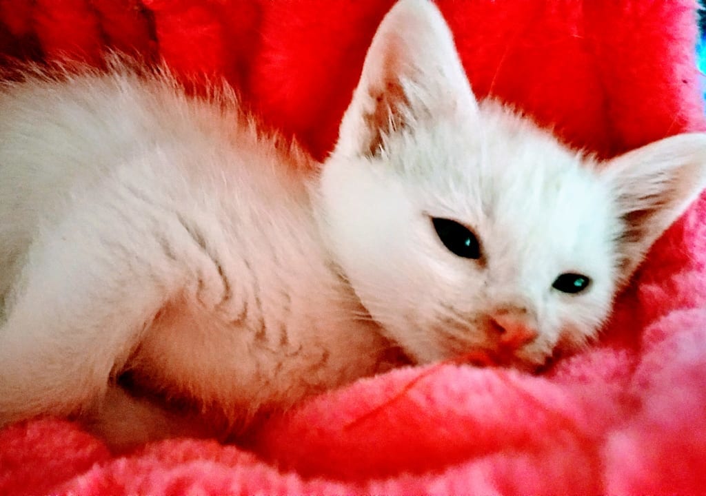 猫　保護猫