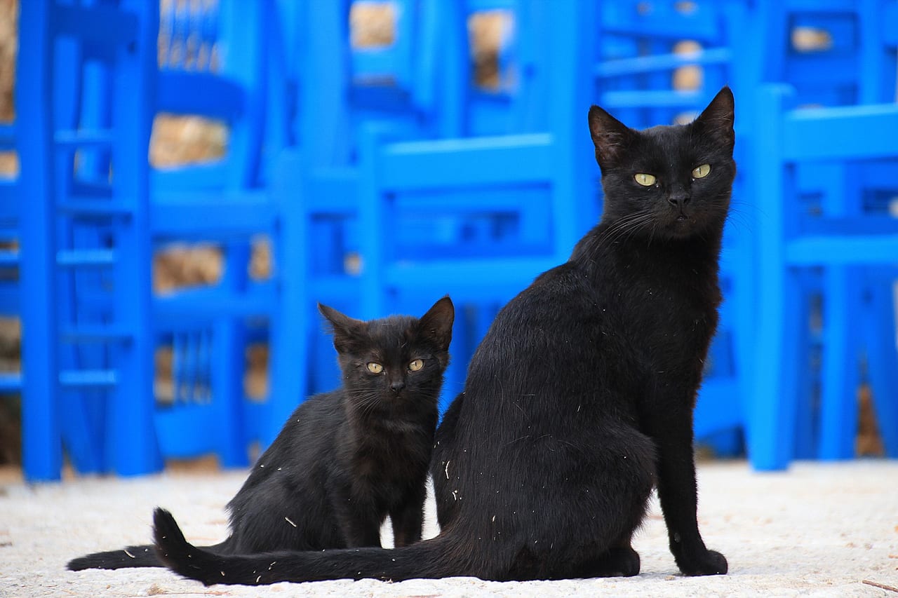 佐賀県　黒猫