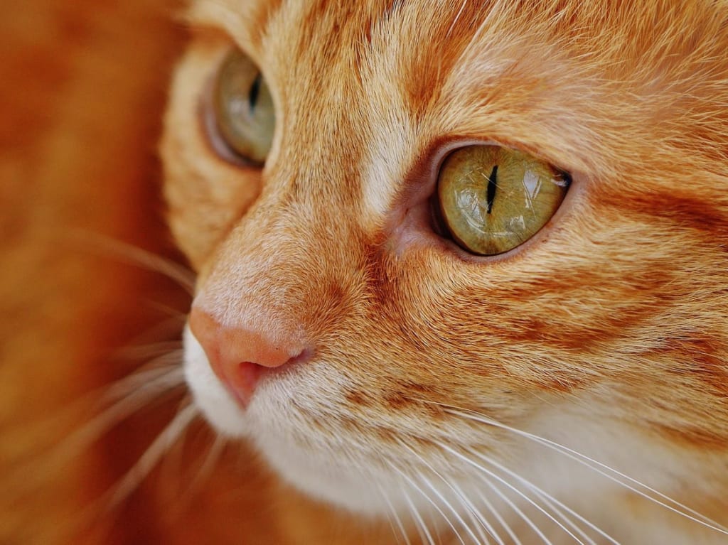 佐賀　猫