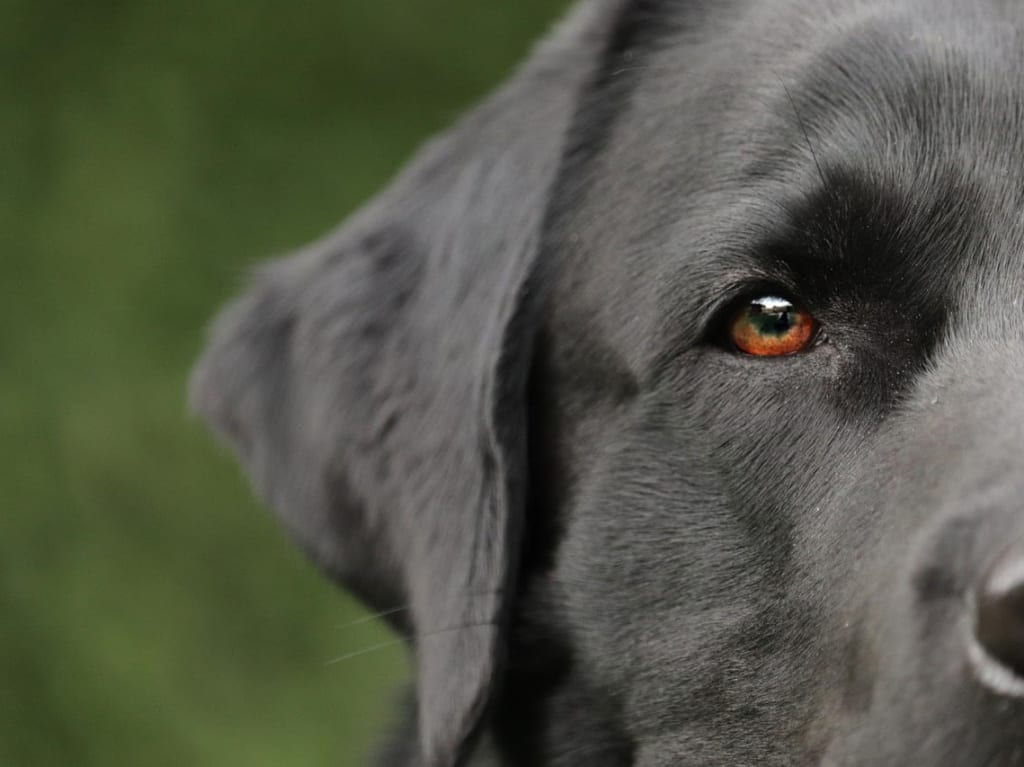 佐賀市　動物愛護週間　犬猫