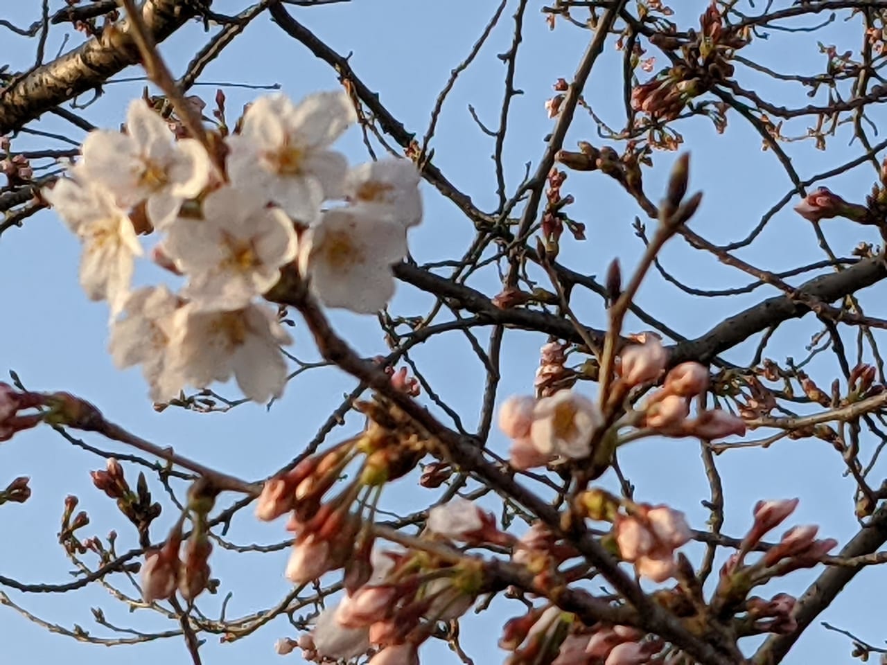 佐賀市　桜　開花