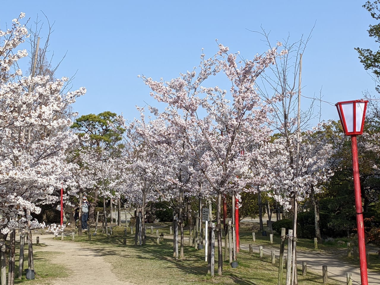佐賀市　神野公園　桜7