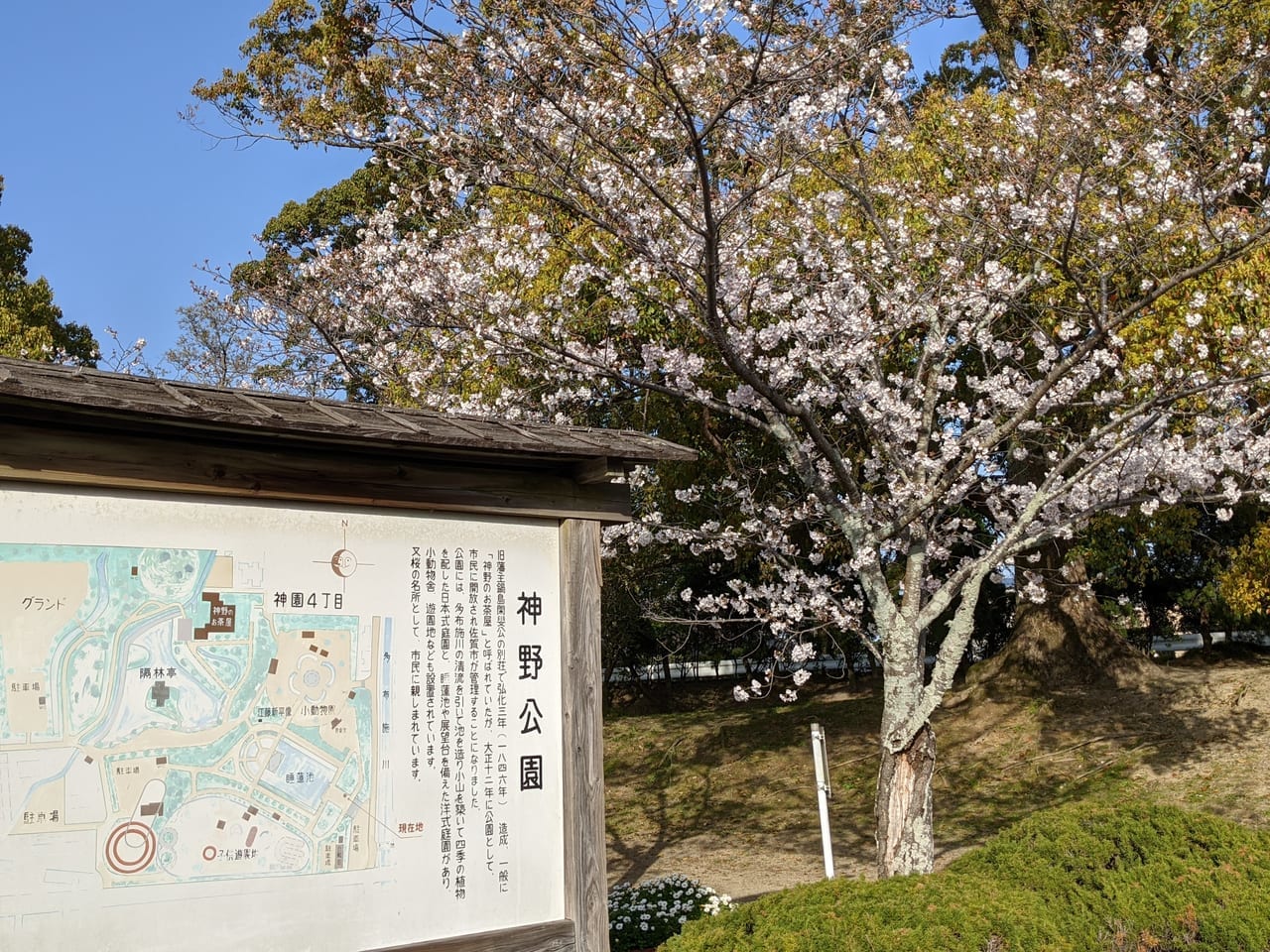 佐賀市　神野公園　桜