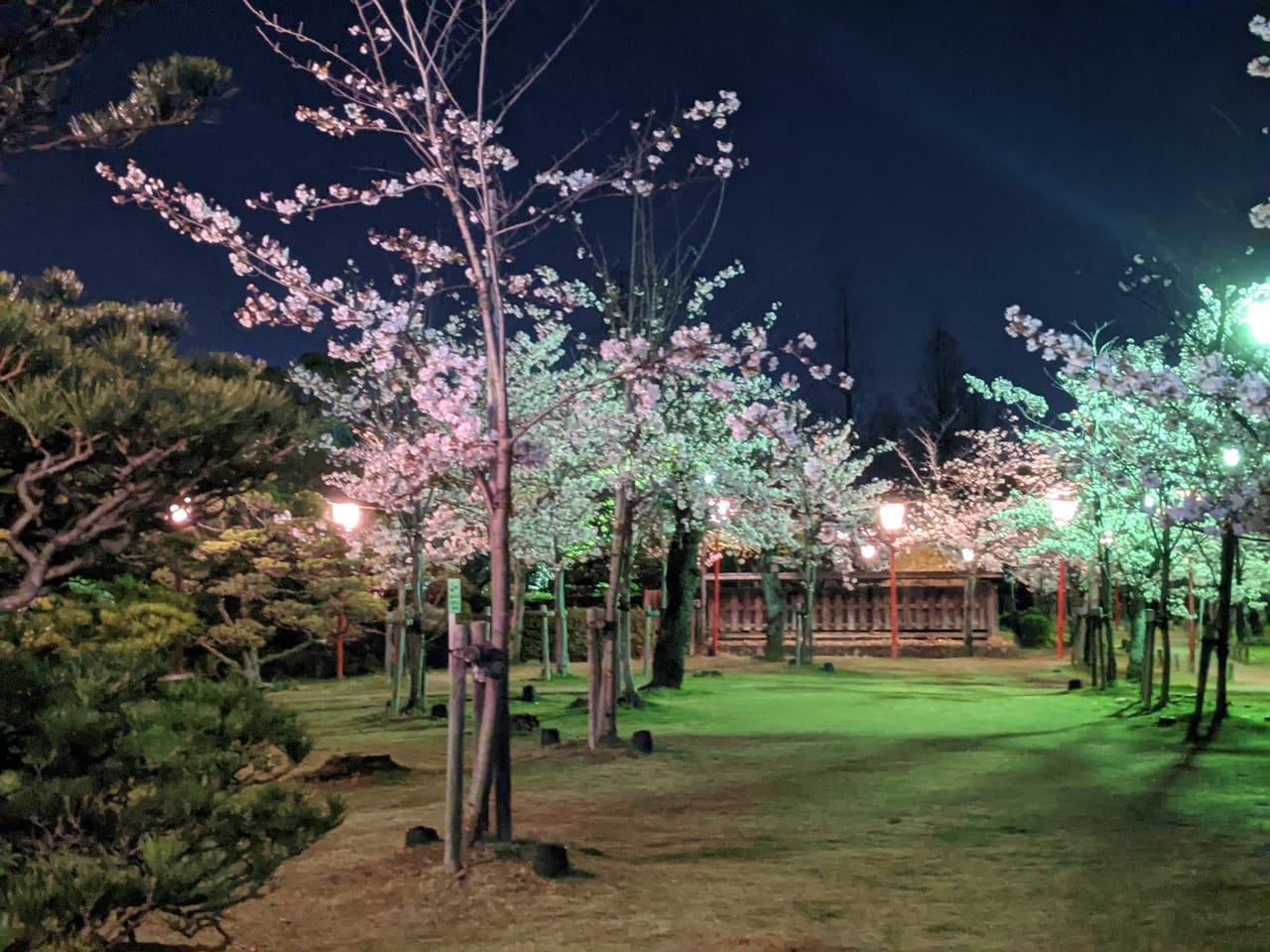 佐賀市　神野公園　夜桜2