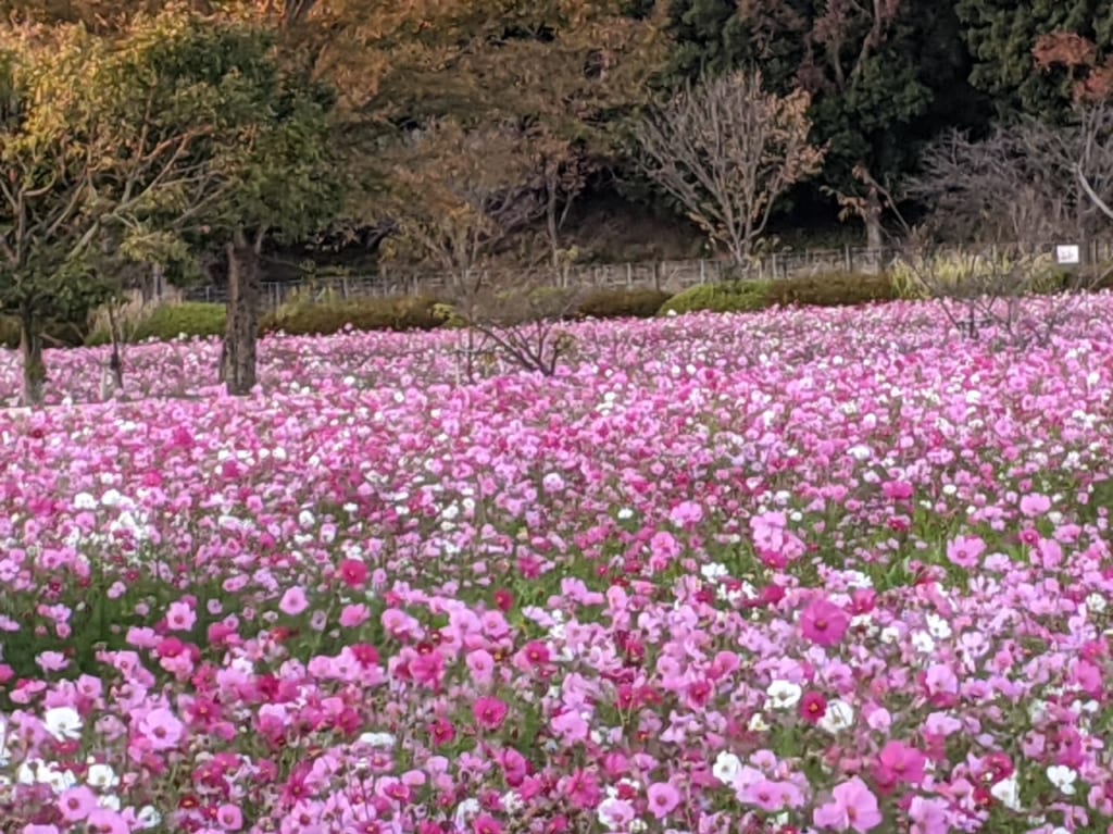 佐賀市　金立公園　コスモス園