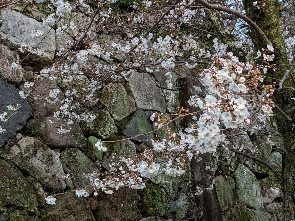 佐賀県佐賀市　佐賀城周辺　本丸歴史館　桜2