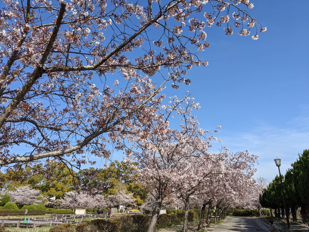 佐賀市　神野公園　桜