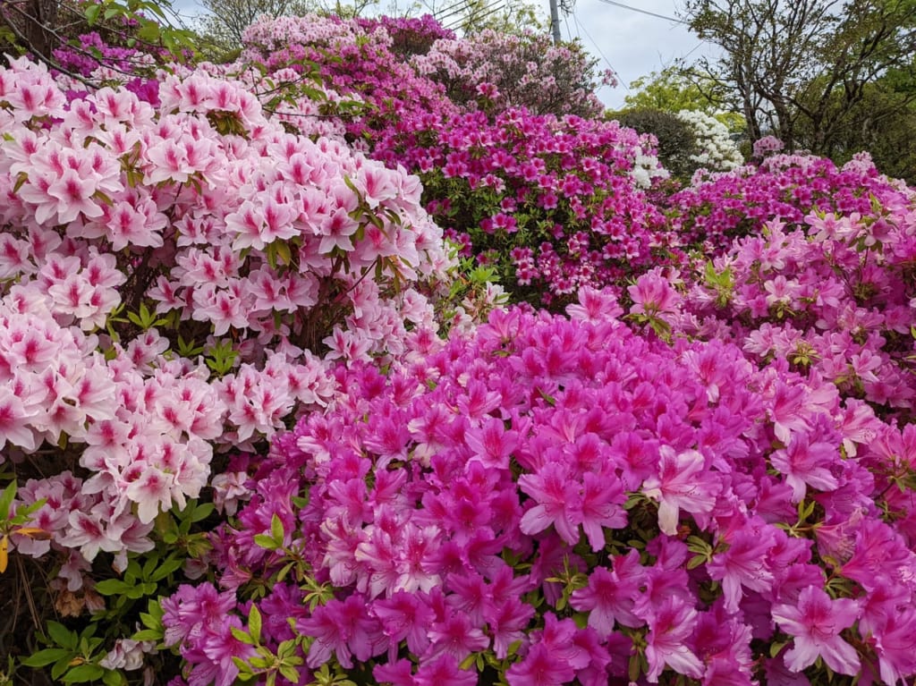 佐賀県佐賀市　神野公園　つつじ２